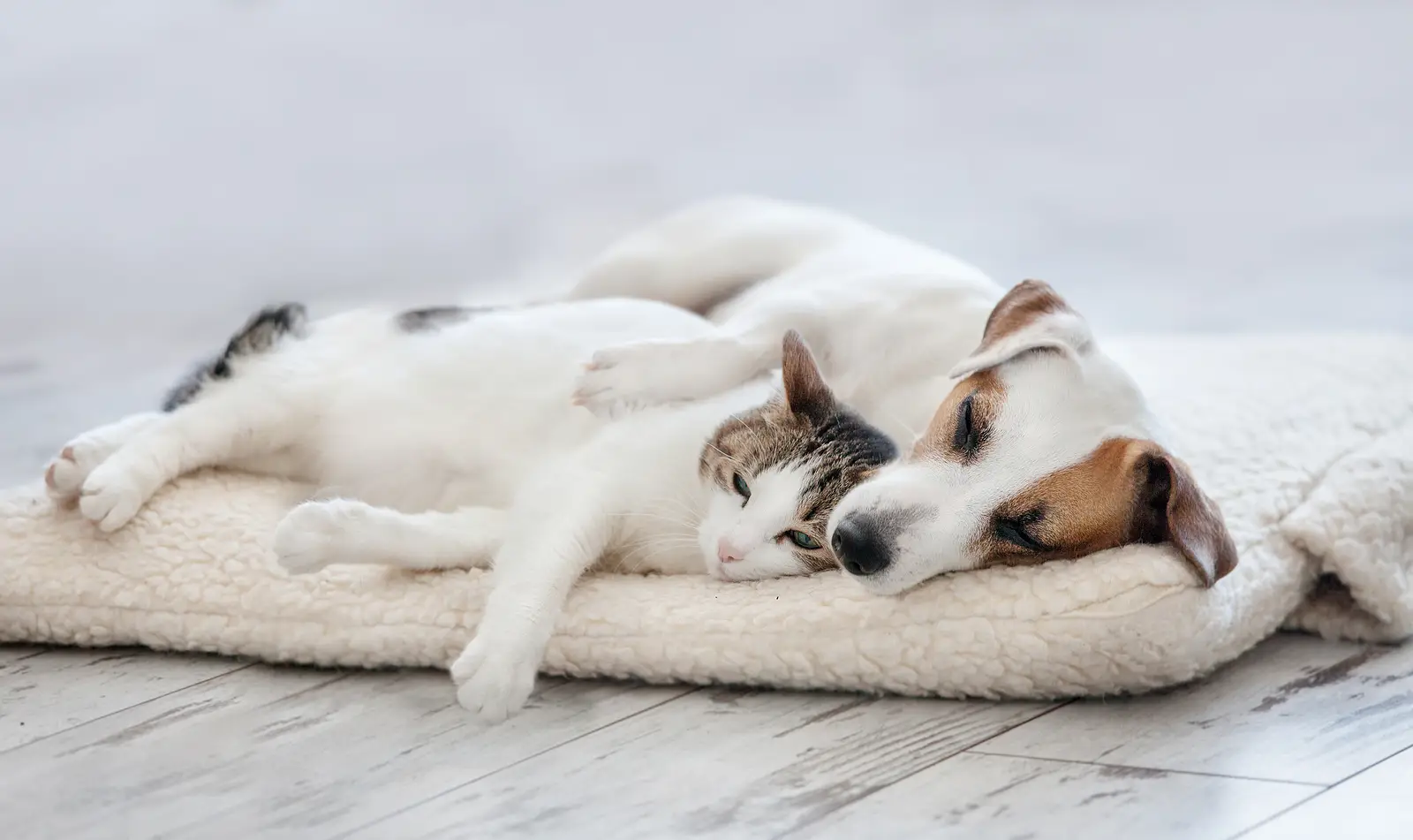 Unlocking the Potential of Pet-Friendly Leasing in Saint George Rentals
